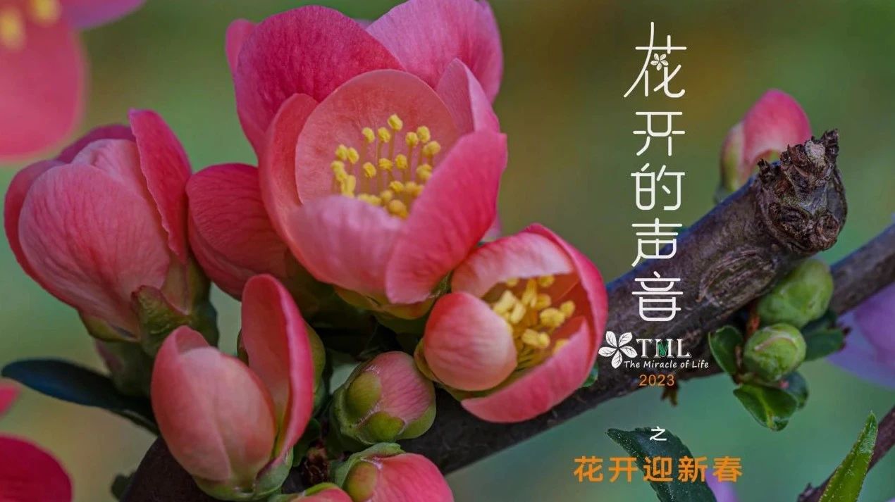 花開迎春！4K超高清視頻看群花盛放