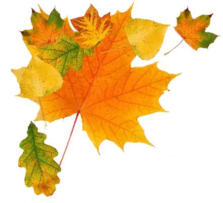 微信素材秋天树叶图片标题公众号推文图标标题图文模板文章标题
