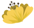 微信素材小满二十四节气底色黄花标题