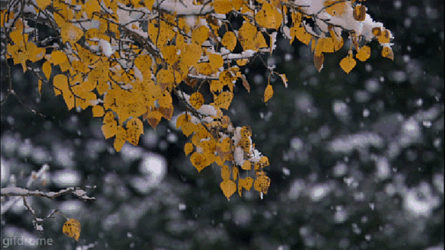 下雪天飘雪黄叶枝头