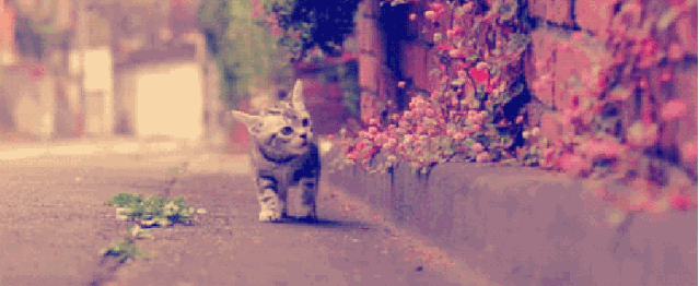 小猫咪散步路边花圃