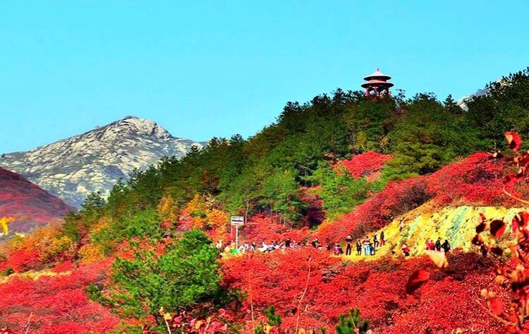 不同角度看桐柏黄岗红叶红