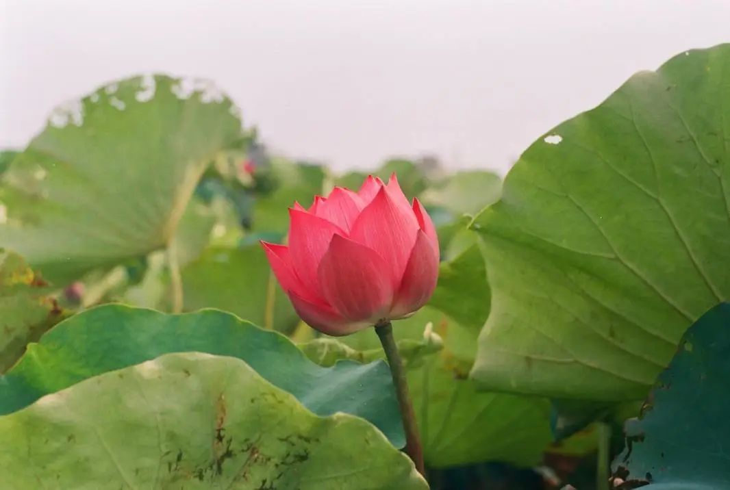 小暑荷叶荷花绿色风格模板微信一键排版