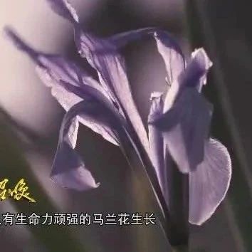 纪录片《祖国在召唤》5 铸剑