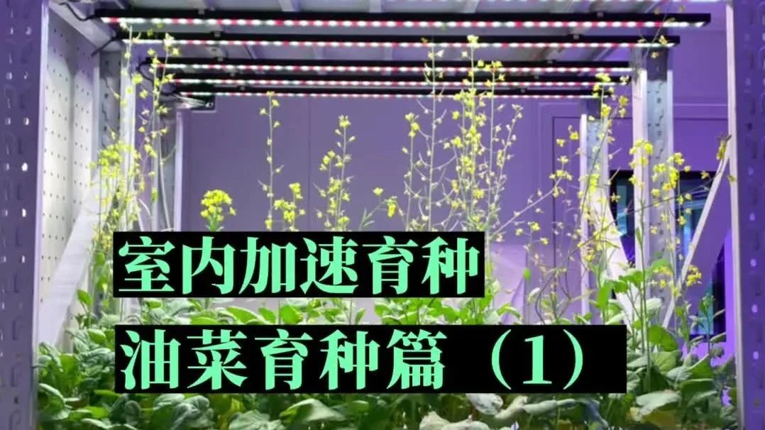 加速油菜品種選育和叠代升級，全生育期智能育種裝備必不可少！