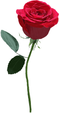 微信素材情人节玫瑰花边框正文