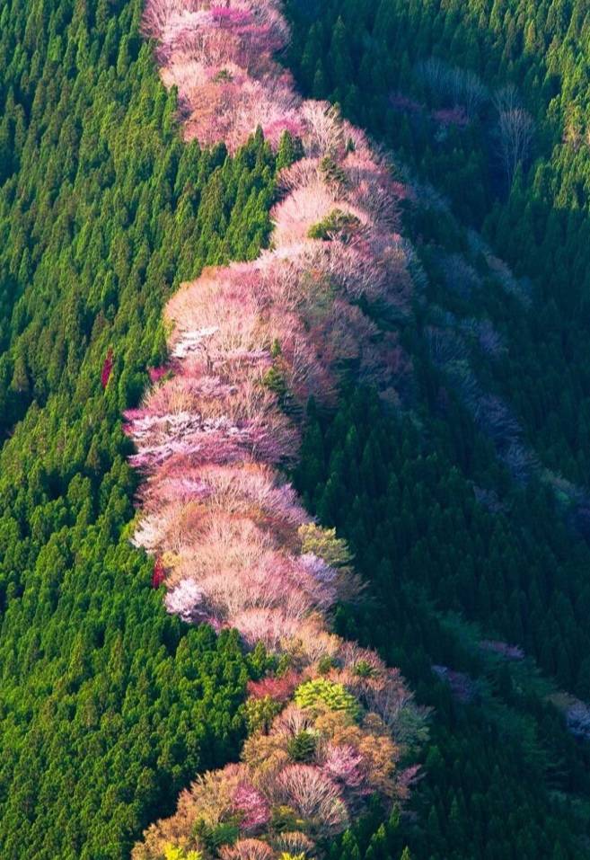 微信公众号樱花边框绿色色块组合单图纯图片文章一图推文1图片美化样式模板